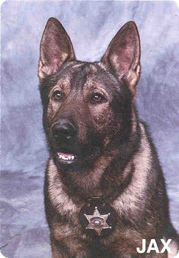 K-9 Jax